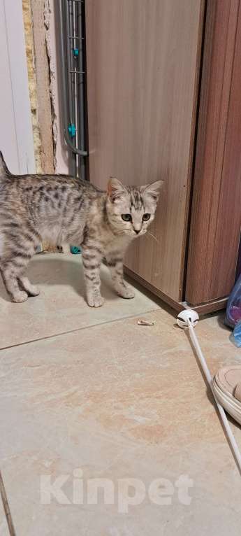 Кошки в Симферополе: Кошечка Буся ищет любящих хозяев) Девочка, Бесплатно - фото 7