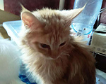Кошки в Чебоксарах: Мальчик Мейн-кун Мальчик, 5 000 руб. - фото 3