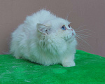 Кошки в Кингисеппе: Котик, 7 000 руб. - фото 2