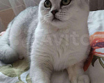 Кошки в Новоалександровске: Британские котята, 12 000 руб. - фото 5
