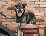 Собаки в Москве: Лучезарный Рей ищет дом. Мальчик, Бесплатно - фото 2