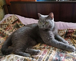Кошки в Москве: Британская ласковая кошка Саяна в дар Девочка, Бесплатно - фото 2