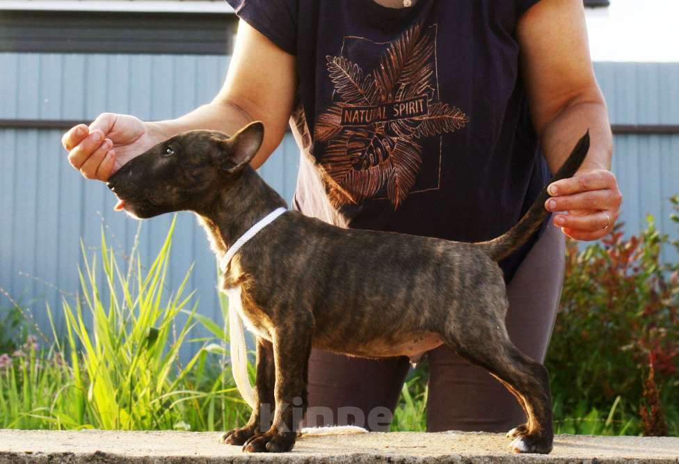 Собаки в Всеволожске: ММ НУРЛАН ЗАВОЕВАТЕЛЬ  Мальчик, Бесплатно - фото 6