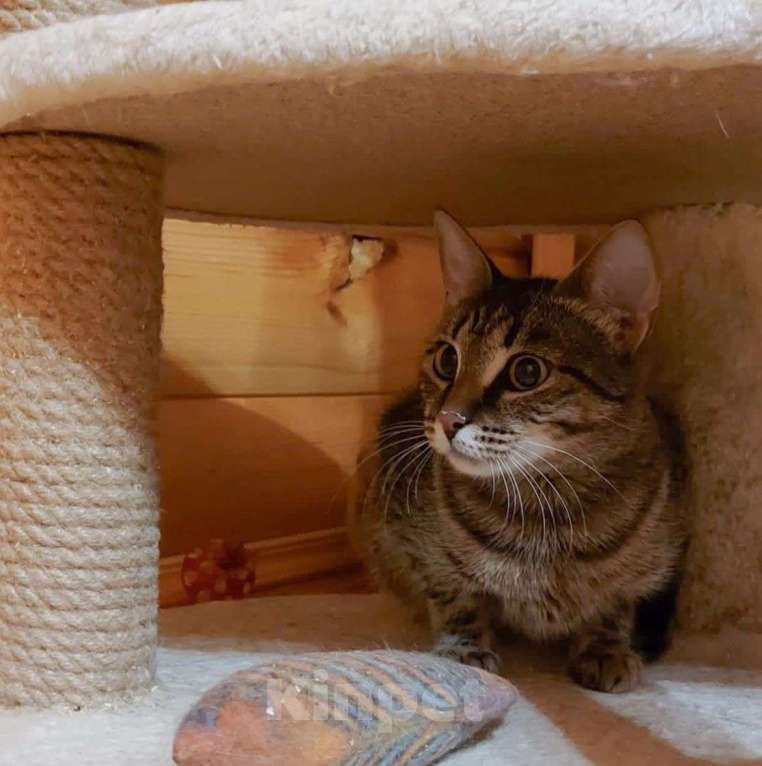 Кошки в Москве: У маленькой Пиратки нет лапки — она лишилась ее на улице 💔 Девочка, Бесплатно - фото 2