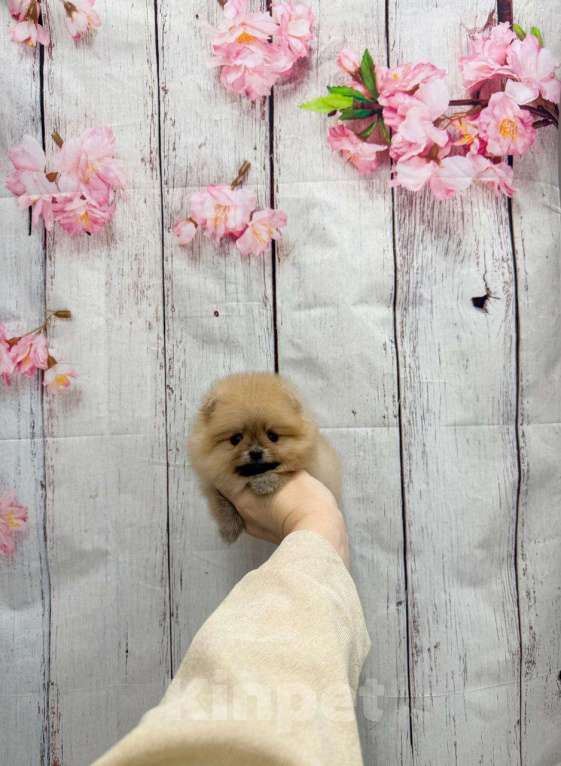 Собаки в Москве: Очаровательная девочка Девочка, 28 000 руб. - фото 1