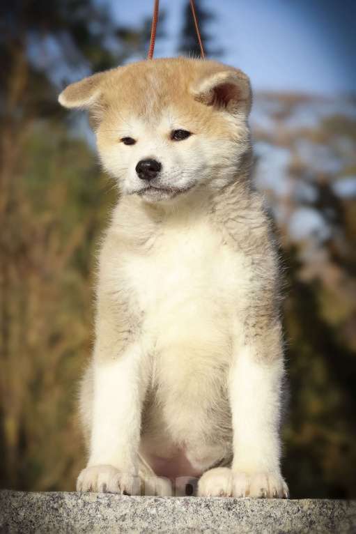 Собаки в Волгограде: Продажа щенков Акита-ину Мальчик, Бесплатно - фото 2