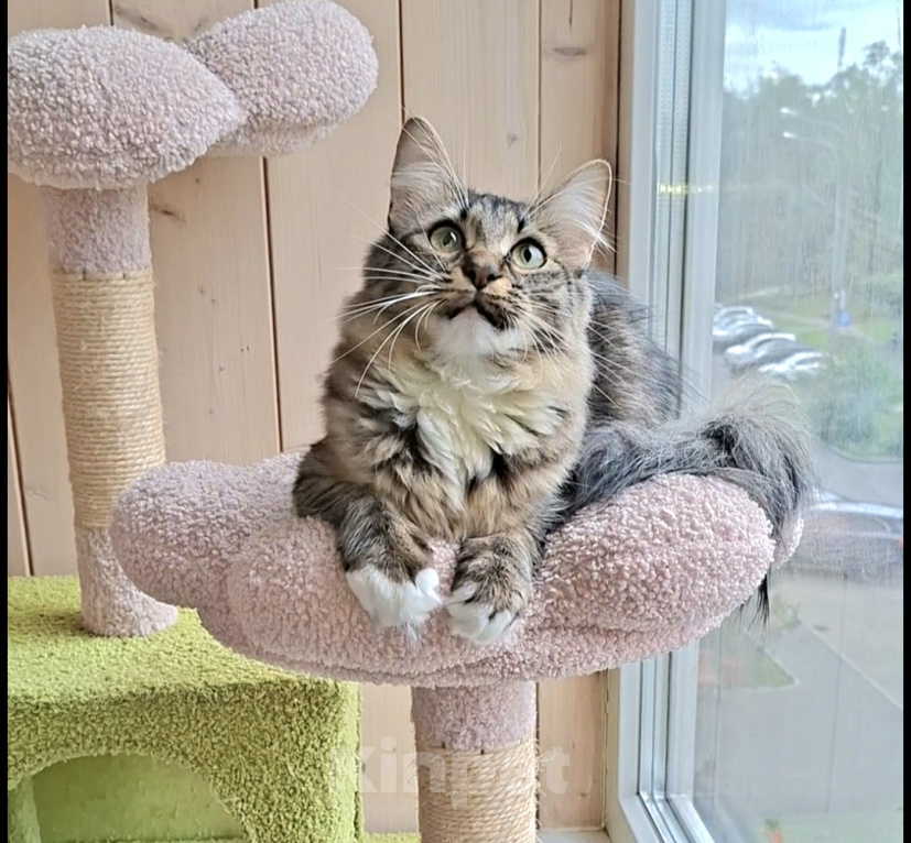 Кошки в Москве: Котенок в добрые руки Девочка, Бесплатно - фото 4