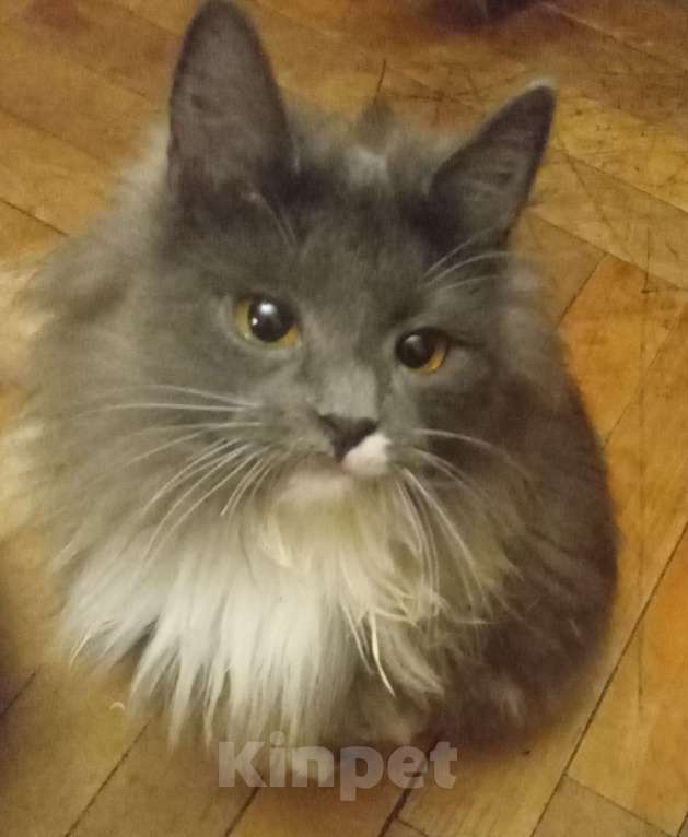 Кошки в Москве: Серенькая с белым  маленькая сибирячка Девочка, 15 000 руб. - фото 5