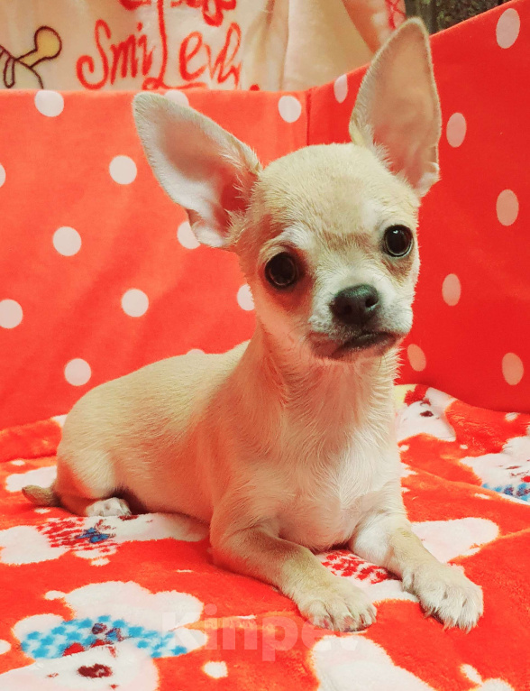 Собаки в Москве: Щенки чихуа Девочка, 30 000 руб. - фото 1