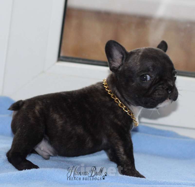 Собаки в Москве: Щенки французского бульдога с документами РКФ Разнополые, 35 000 руб. - фото 3