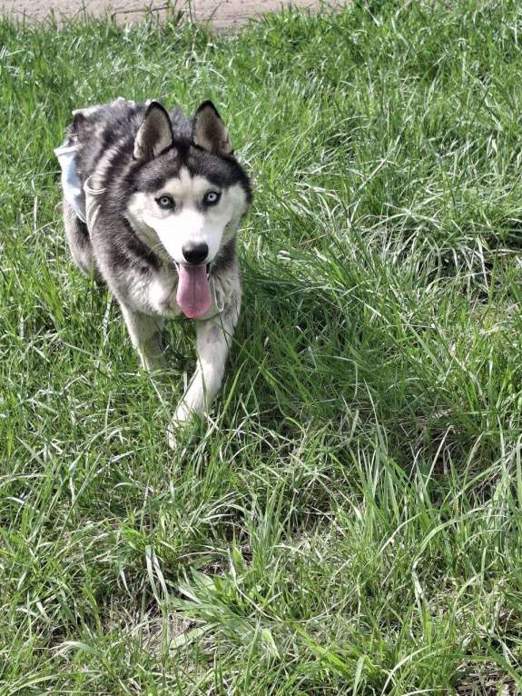 Собаки в Краснодаре: Даша Девочка, Бесплатно - фото 4