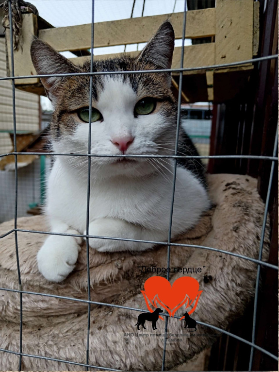 Кошки в Тамбове: Лапа в добрые руки Девочка, Бесплатно - фото 4