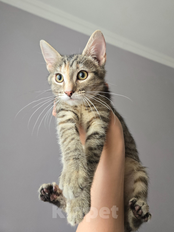 Кошки в Москве: Котенок Халва ищет дом Девочка, Бесплатно - фото 3