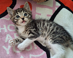Кошки в Подольске: Котёнок девочка полтора месяца Девочка, Бесплатно - фото 5