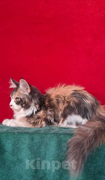 Кошки в Москве: Рыськи Девочка, 110 000 руб. - фото 6