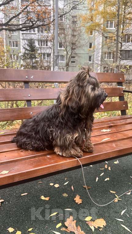 Собаки в Москве: Щенок Хаванез ( Гаванский бишон) Девочка, 85 000 руб. - фото 5