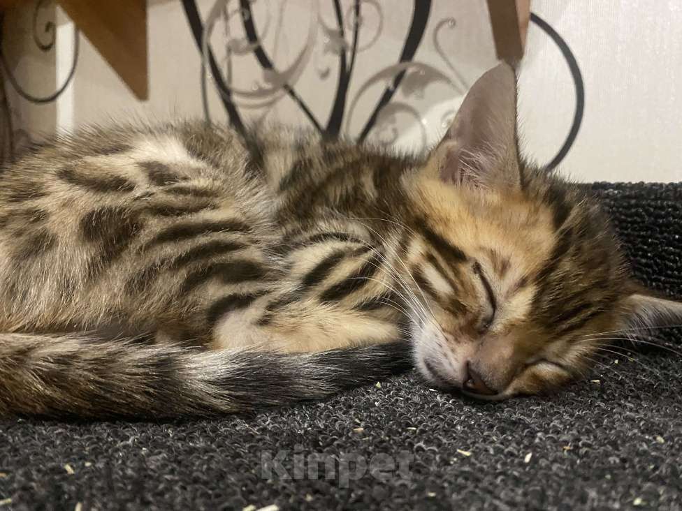 Кошки в Москве: Бенгальский мальчишка Мальчик, 15 000 руб. - фото 3