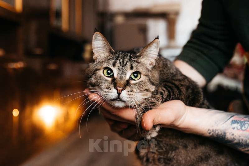 Кошки в Москве: Ручная ласковая кошка Музыка с кисточками на ушах в добрые руки Девочка, 1 руб. - фото 7