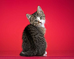 Кошки в Москве: Веселый котенок Дейл ищет дом Мальчик, 1 руб. - фото 3