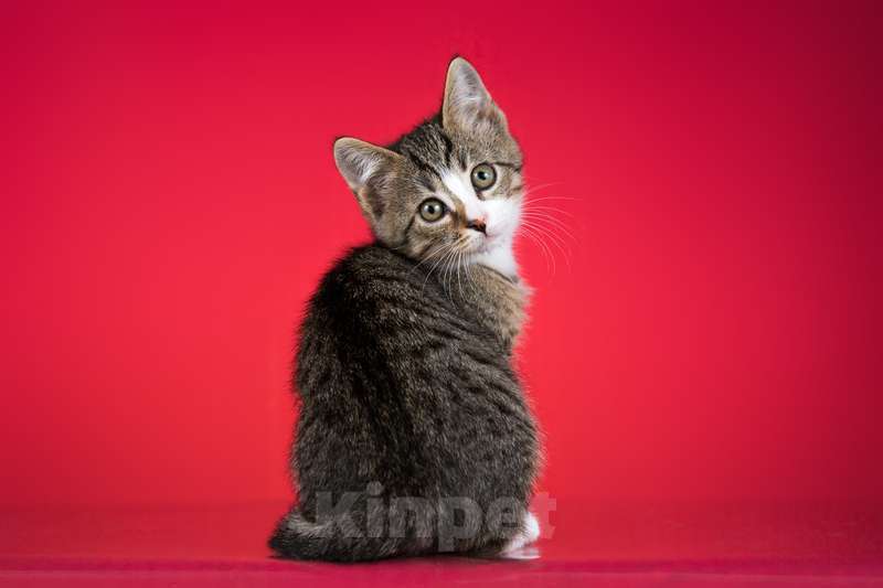 Кошки в Москве: Веселый котенок Дейл ищет дом Мальчик, 1 руб. - фото 3