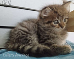 Кошки в Волхове: Сибирские кошки. Сибирские клубные котята. Девочка Девочка, Бесплатно - фото 4