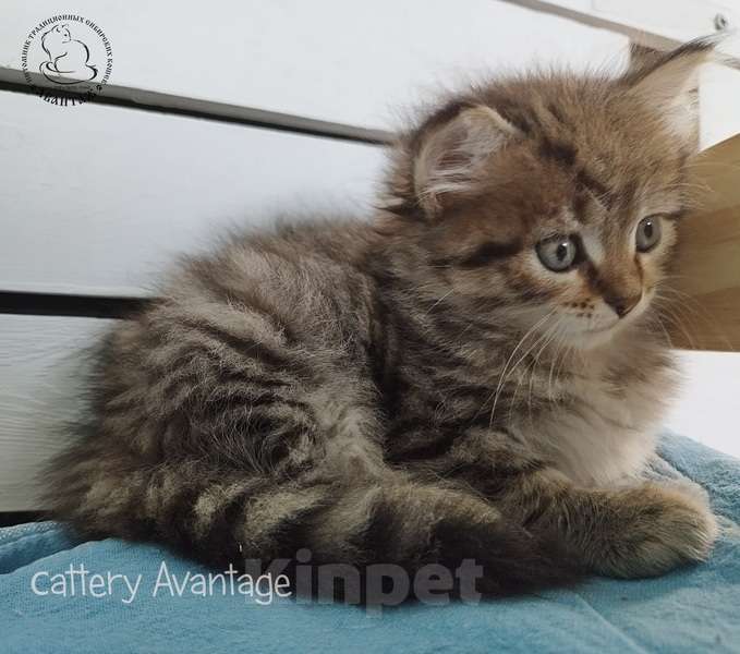 Кошки в Волхове: Сибирские кошки. Сибирские клубные котята. Девочка Девочка, Бесплатно - фото 4