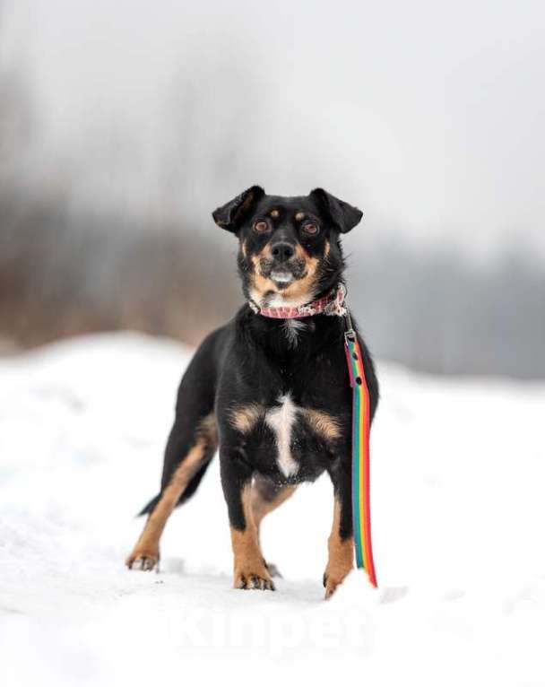 Собаки в Москве: Маленькая гладкошерстная коротколапая собачка Милия в дар Девочка, Бесплатно - фото 3