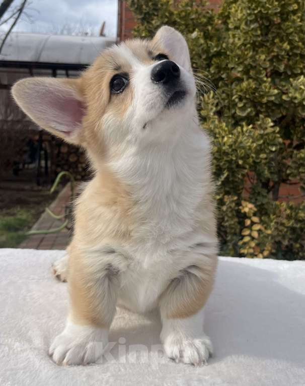 Собаки в Краснодаре: Щенки корги Девочка, 75 000 руб. - фото 6