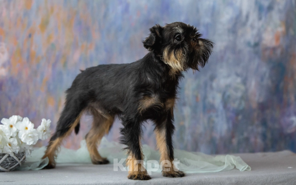 Собаки в Калининграде: Девочка Девочка, 60 000 руб. - фото 2