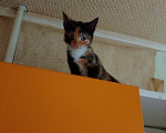 Кошки в Москве: Кошка с котятами Девочка, Бесплатно - фото 2