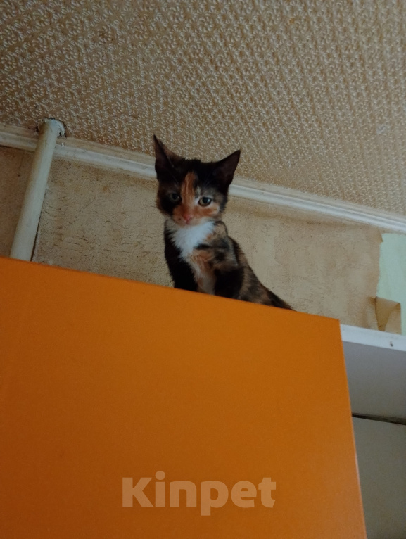 Кошки в Москве: Кошка с котятами Девочка, Бесплатно - фото 2