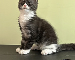 Кошки в Черноголовке: Мейн-кун девочка с родословной (Tuxedo) Девочка, 27 500 руб. - фото 2
