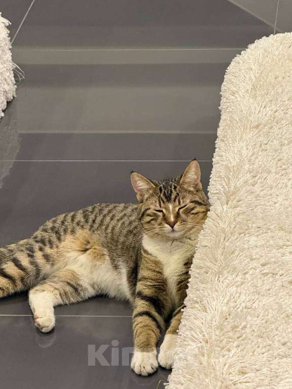 Кошки в других городах Московской области: Отдам в хорошие руки Мальчик, Бесплатно - фото 2