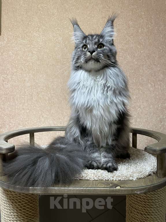 Кошки в Артеме: Кошка порода мейн кун  Девочка, 50 000 руб. - фото 2