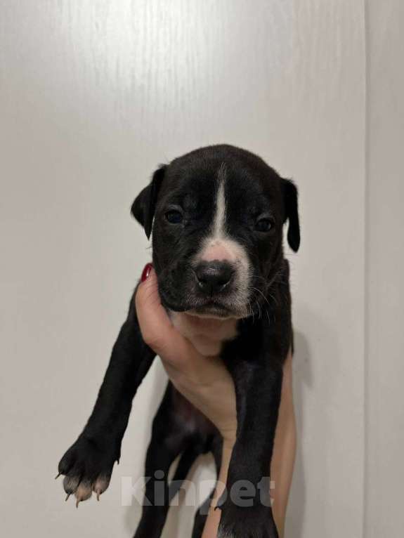 Собаки в Москве: Американские питбультерьеры Мальчик, 20 000 руб. - фото 7