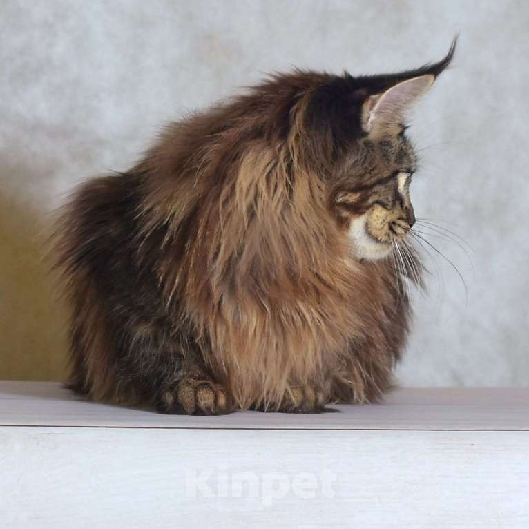 Кошки в Москве: Котенок 2 Мальчик, 1 руб. - фото 4