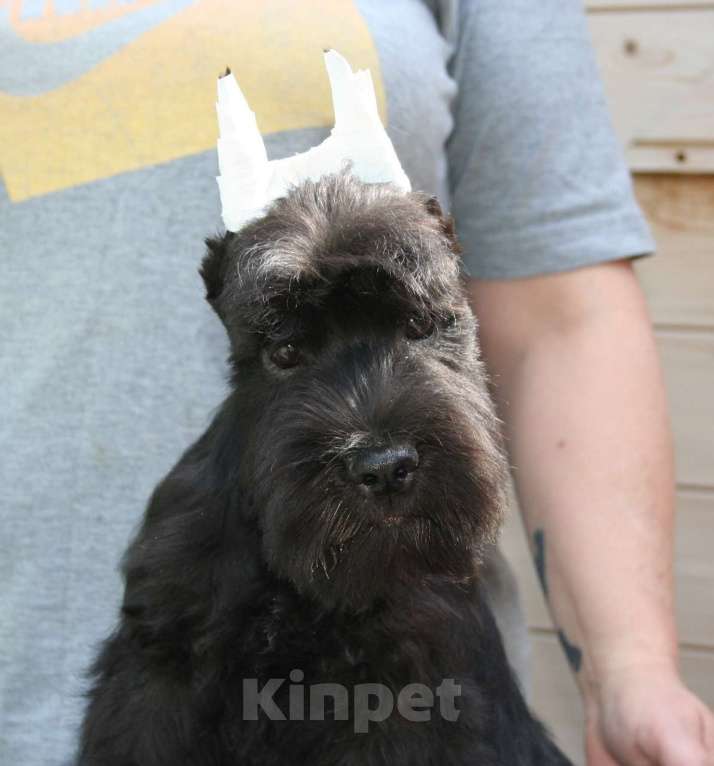 Собаки в Александрове: Красавец Мальчик, 60 000 руб. - фото 3