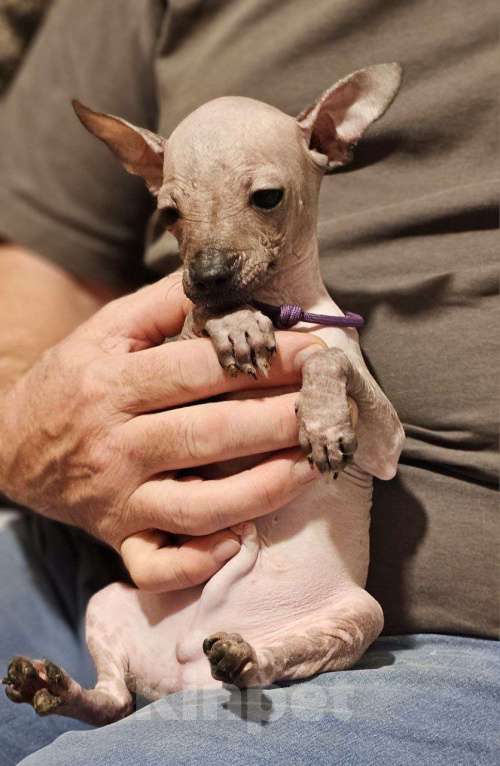 Собаки в Великом Новгороде: Мини мальчик ксолоитцкуинтли  Мальчик, 65 000 руб. - фото 1