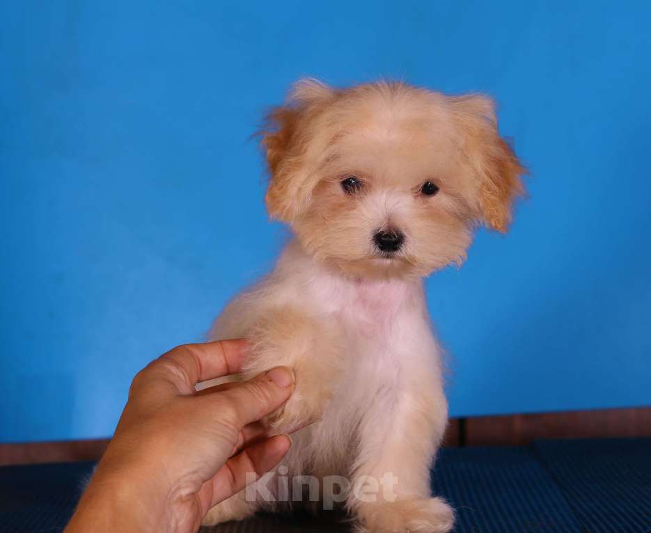 Собаки в Москве: мальтипу Ф1 щенки Девочка, 130 000 руб. - фото 3