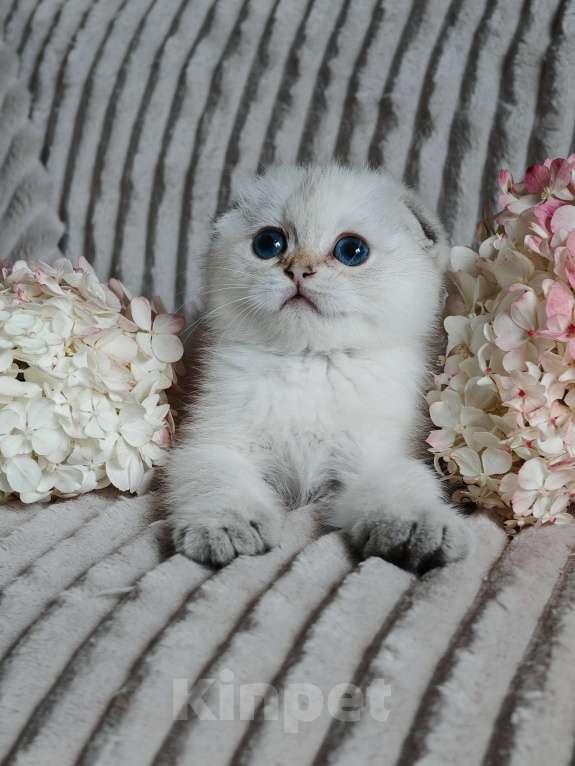 Кошки в Москве: голубоглазые шотландские сестрички Девочка, 80 000 руб. - фото 2