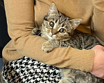 Кошки в Санкт-Петербурге: Хорошенький игривый котёнок Мальчик, Бесплатно - фото 1