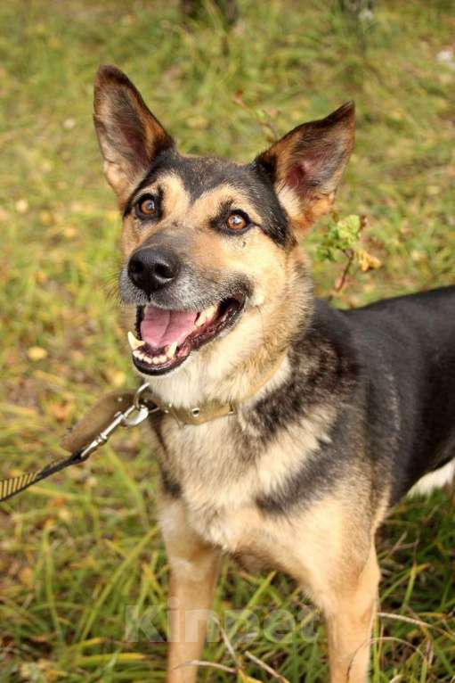 Собаки в Москве: Шелдон Мальчик, Бесплатно - фото 2