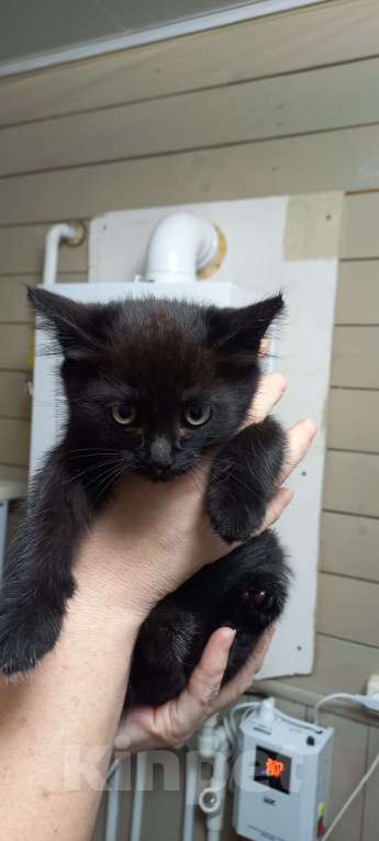 Кошки в Иваново: отдам котенка в добрые руки Девочка, Бесплатно - фото 1