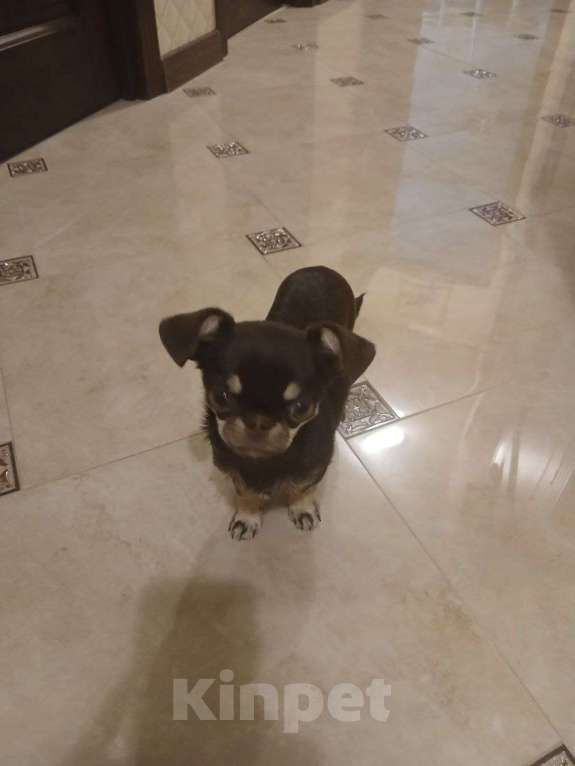 Собаки в Одинцово: Продам щенка чихуахуа Мальчик, 50 000 руб. - фото 3