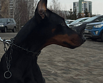 Собаки в Кемерово: Вязка Девочка, Бесплатно - фото 2