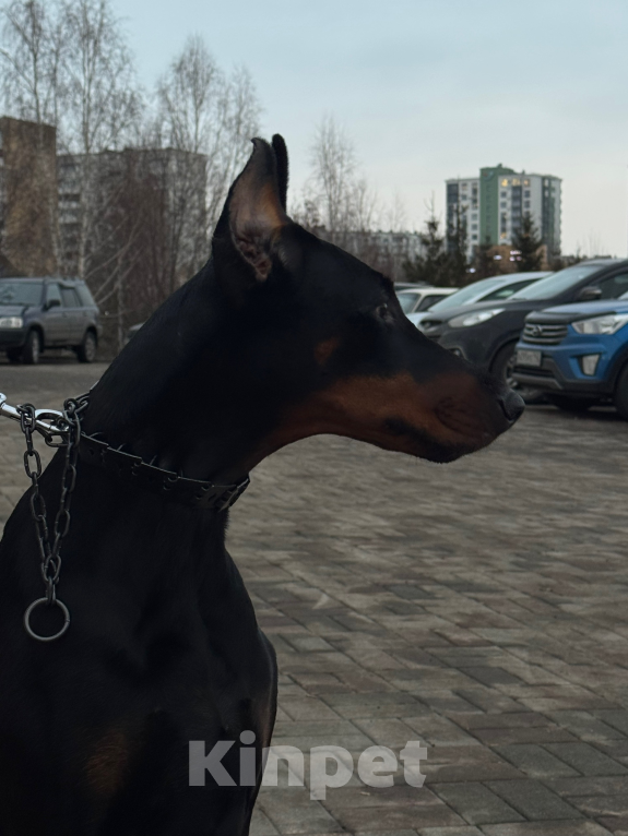 Собаки в Кемерово: Вязка Девочка, Бесплатно - фото 2