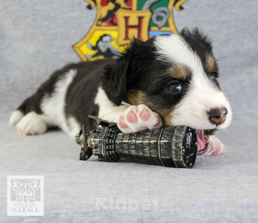 Собаки в Перми: Триколорный компаньон вельш корги кардиган Мальчик, 45 000 руб. - фото 3