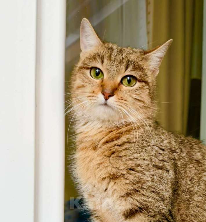 Кошки в Москве: Чудо-кошка полосатка Тиффани в добрые руки Девочка, Бесплатно - фото 1