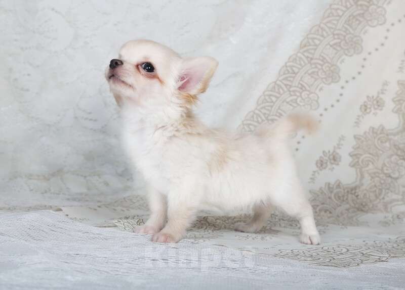 Собаки в Люберцах: Чихуахуа  Мальчик, 37 000 руб. - фото 3