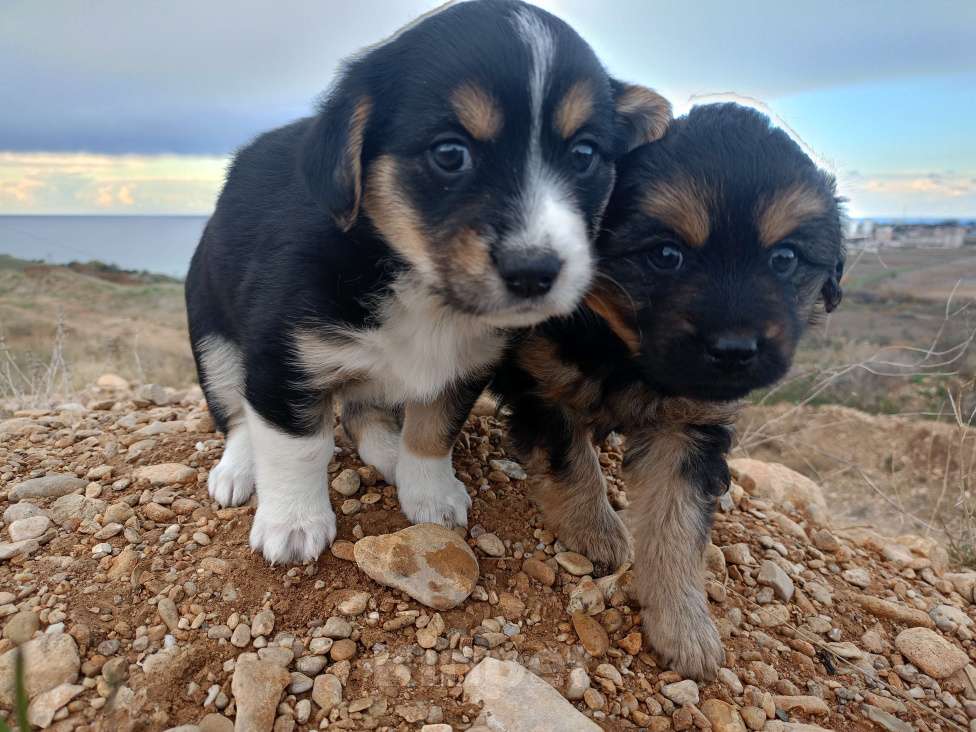 Собаки в Севастополе: В добрые ручки Девочка, Бесплатно - фото 5